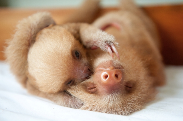 Sloth-babies-two-toed-hugging-Credit-Sam-Trull-2014.jpg
